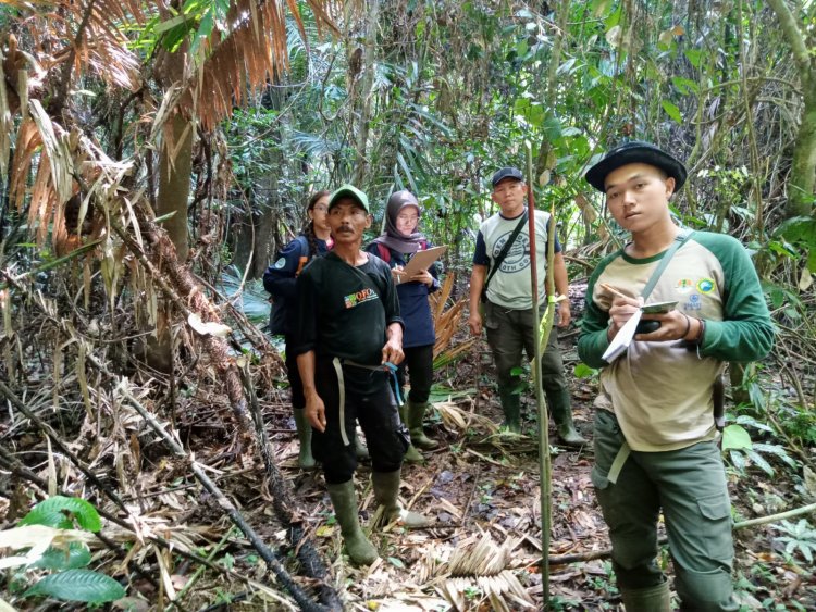 ARENGA PALM (Arenga Obtusifolia)