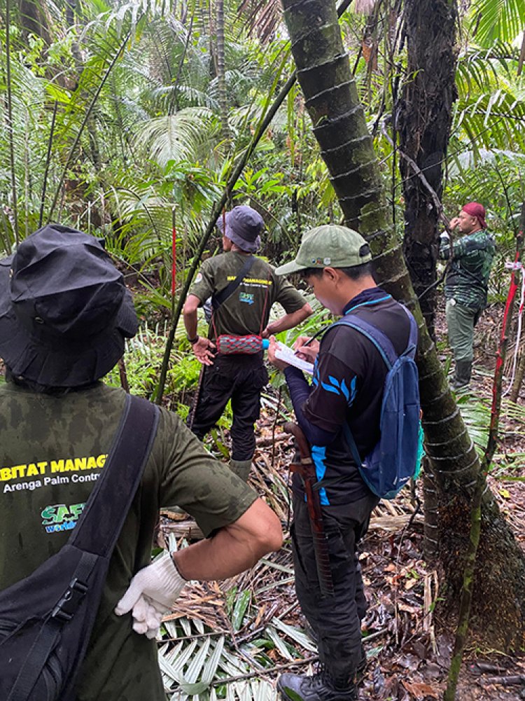 Arenga Palm (Arenga obtusifolia) Eradication