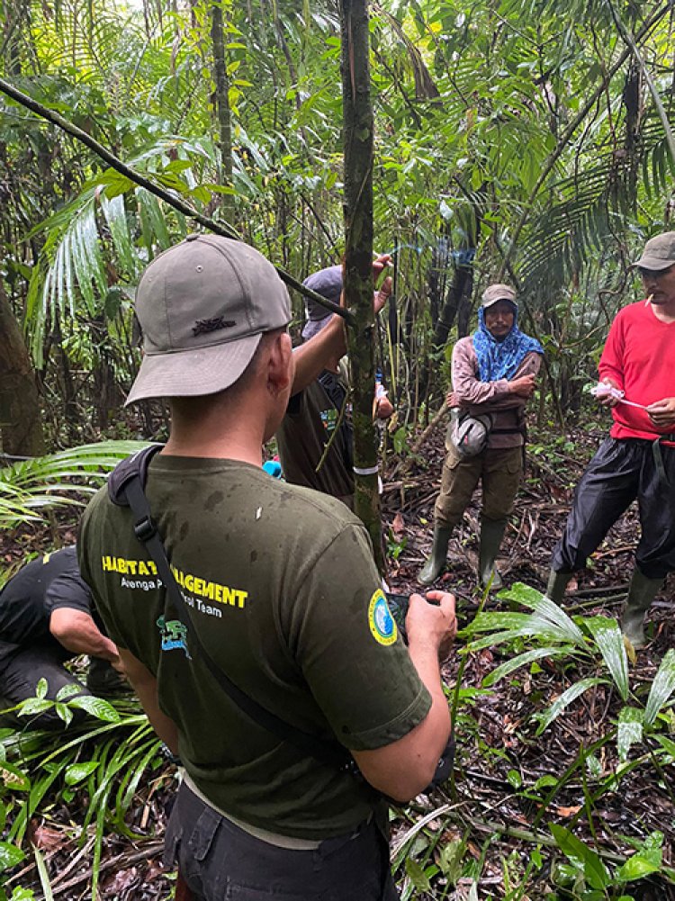 Arenga Palm (Arenga obtusifolia) Eradication